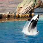 „After the show you can go home, but they can’t“- Seaworld’s disturbing truth